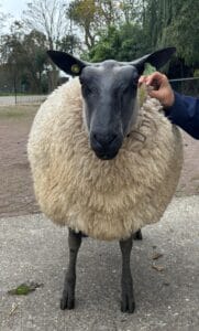 1-5jaarooi2
