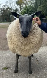 1-5jaarooi2